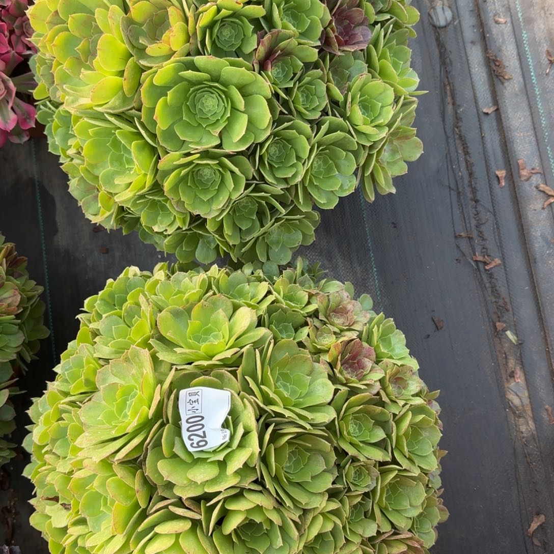 王***气6200多肉万圣节多肉多肉