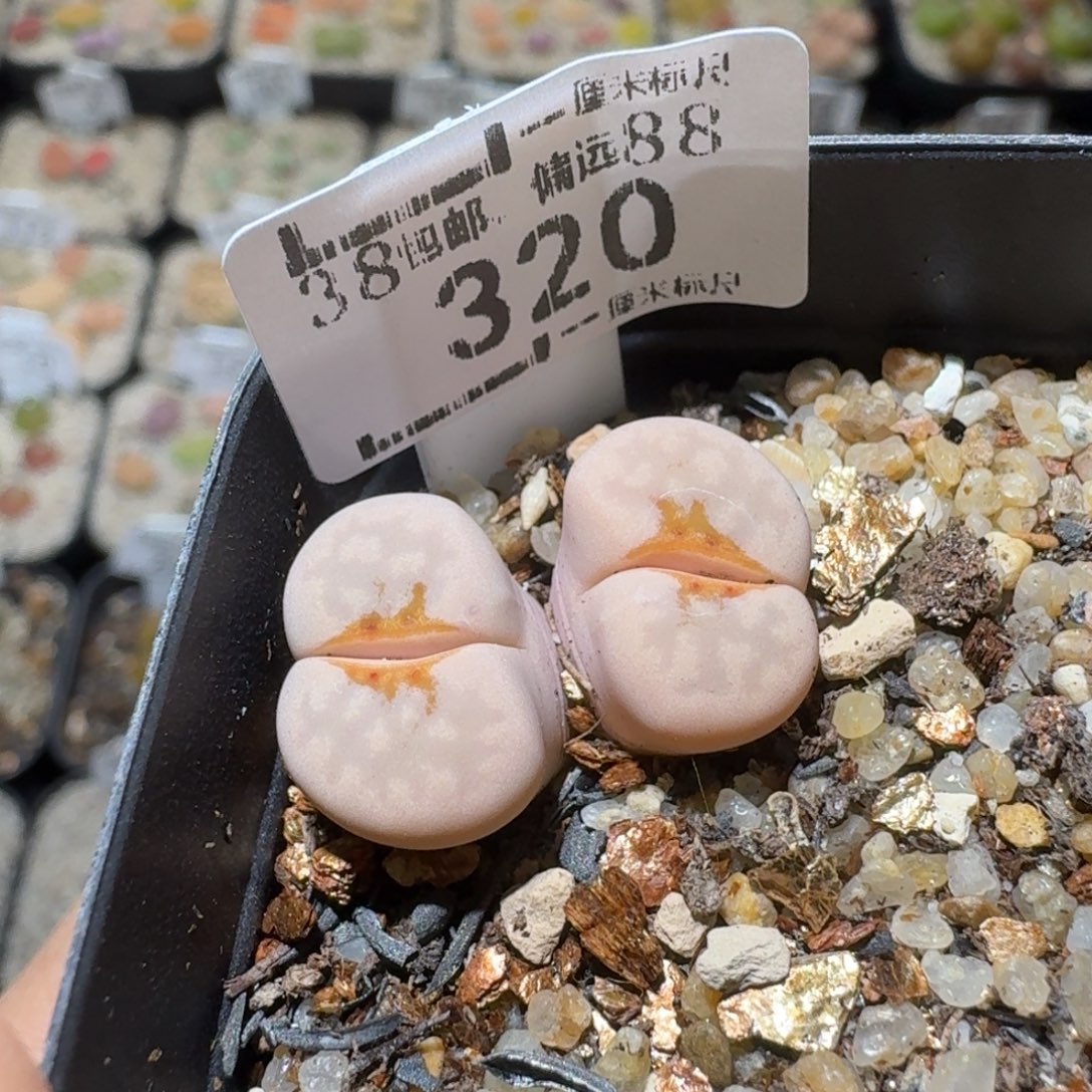 Sss精品清货款320