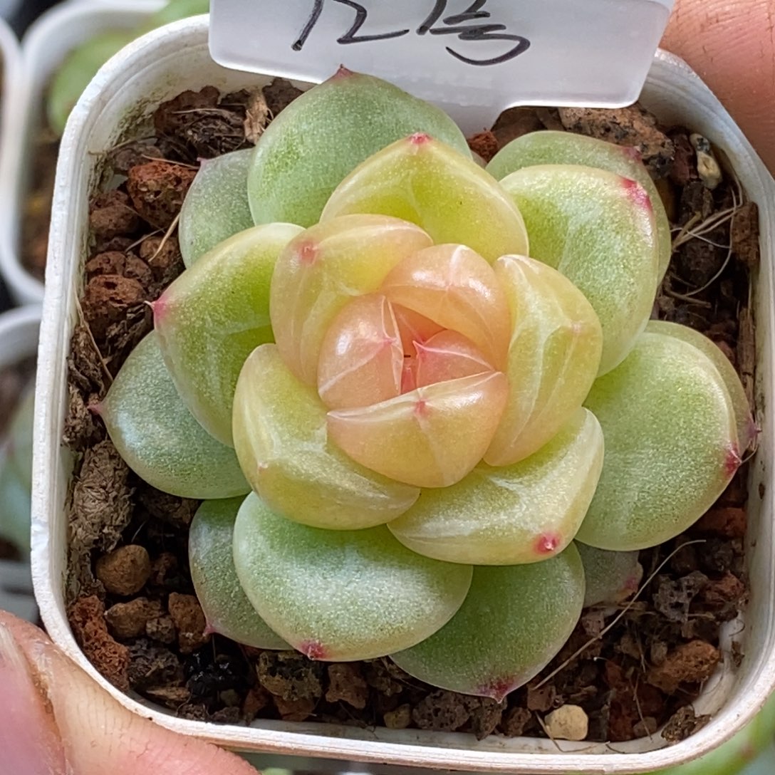 新品无名喜欢的去拍哦……