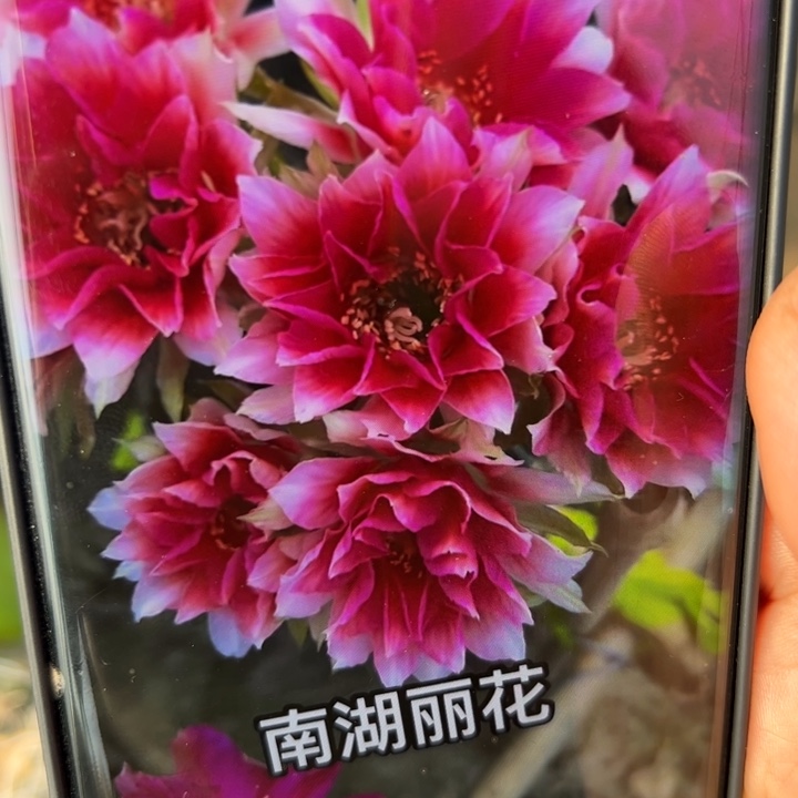 15丽花水花歪无根侧芽2一3公分左右20包邮