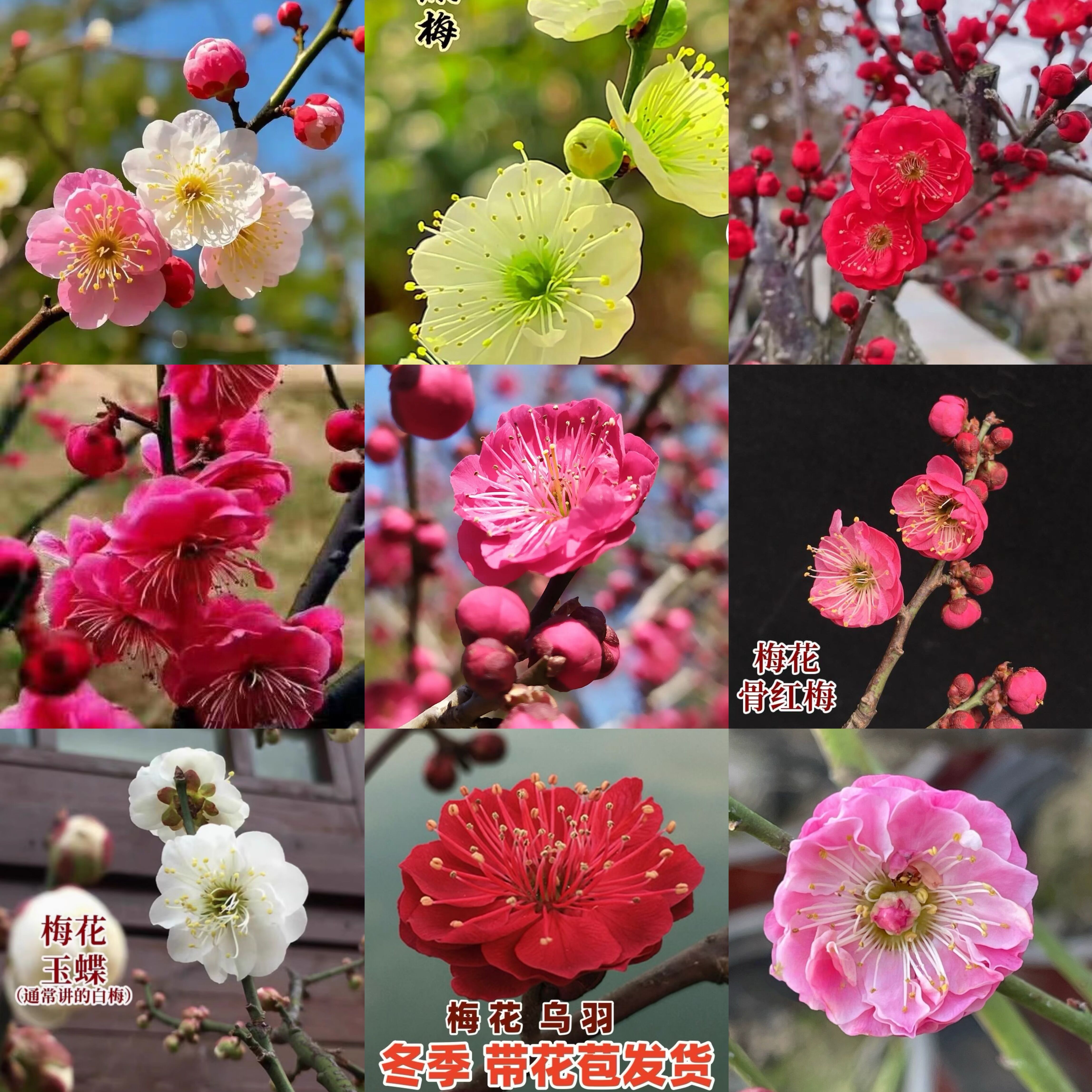 直播间一物一拍原生红梅朱砂梅乌梅金钱绿鄂梅宫粉梅耐寒当年开花