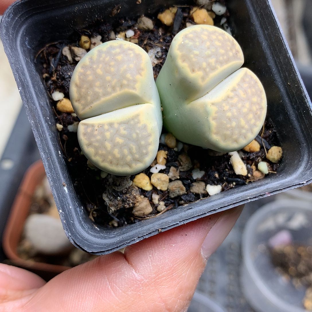 G355多肉植物保护