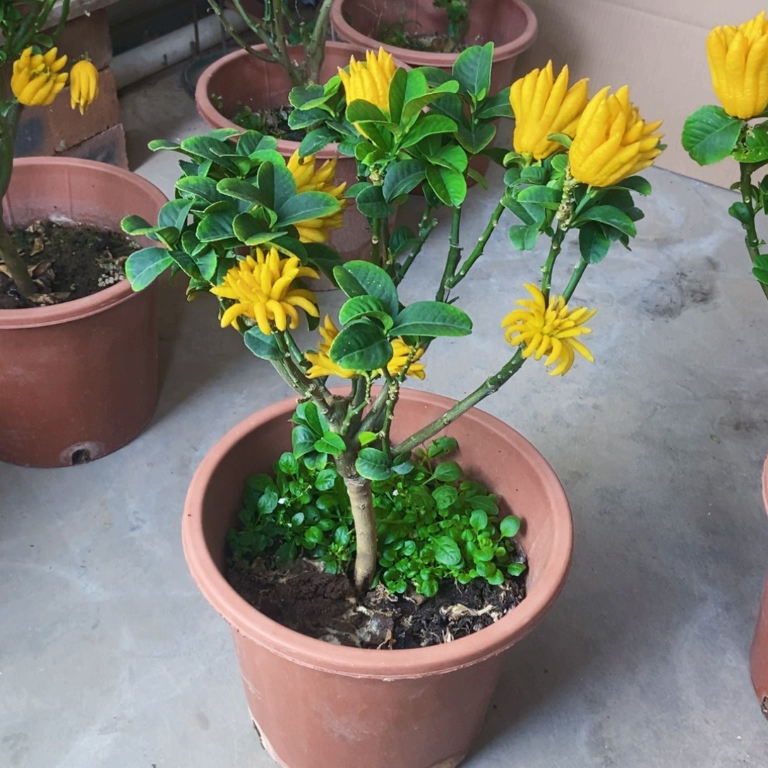 无花朵佛手盆栽植物