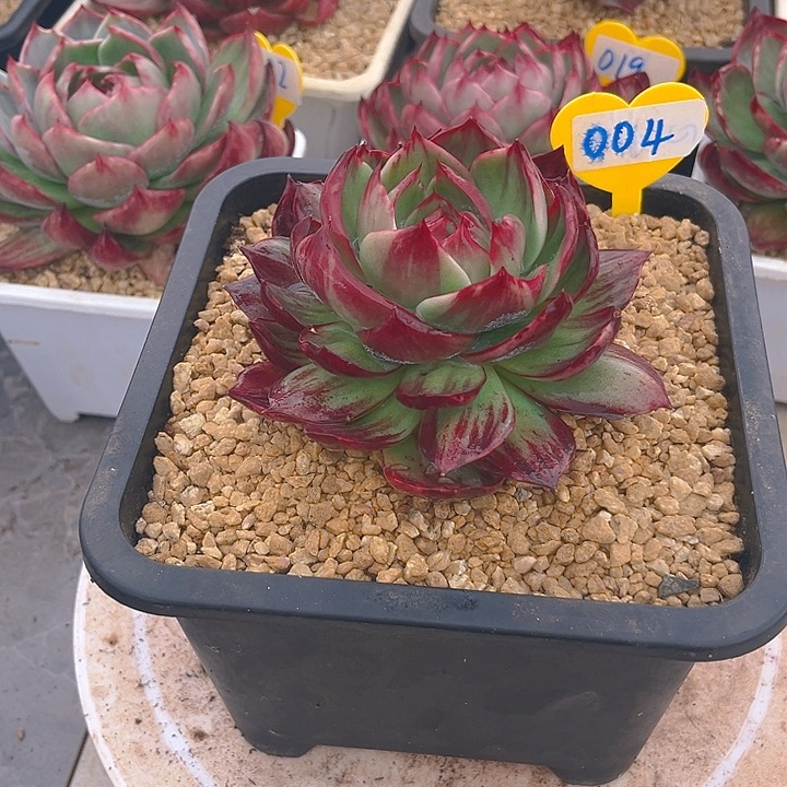 惊鸿仙子多肉植物04