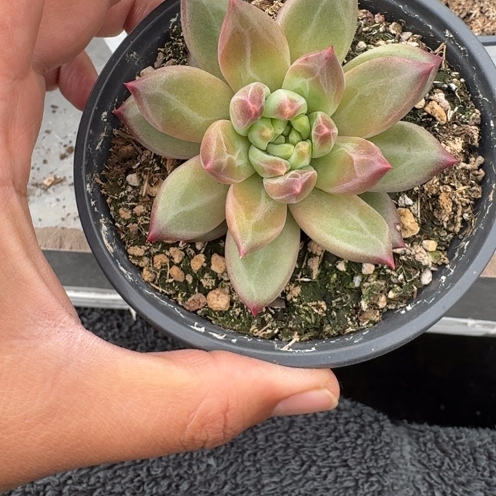 美人杂交 一物一拍