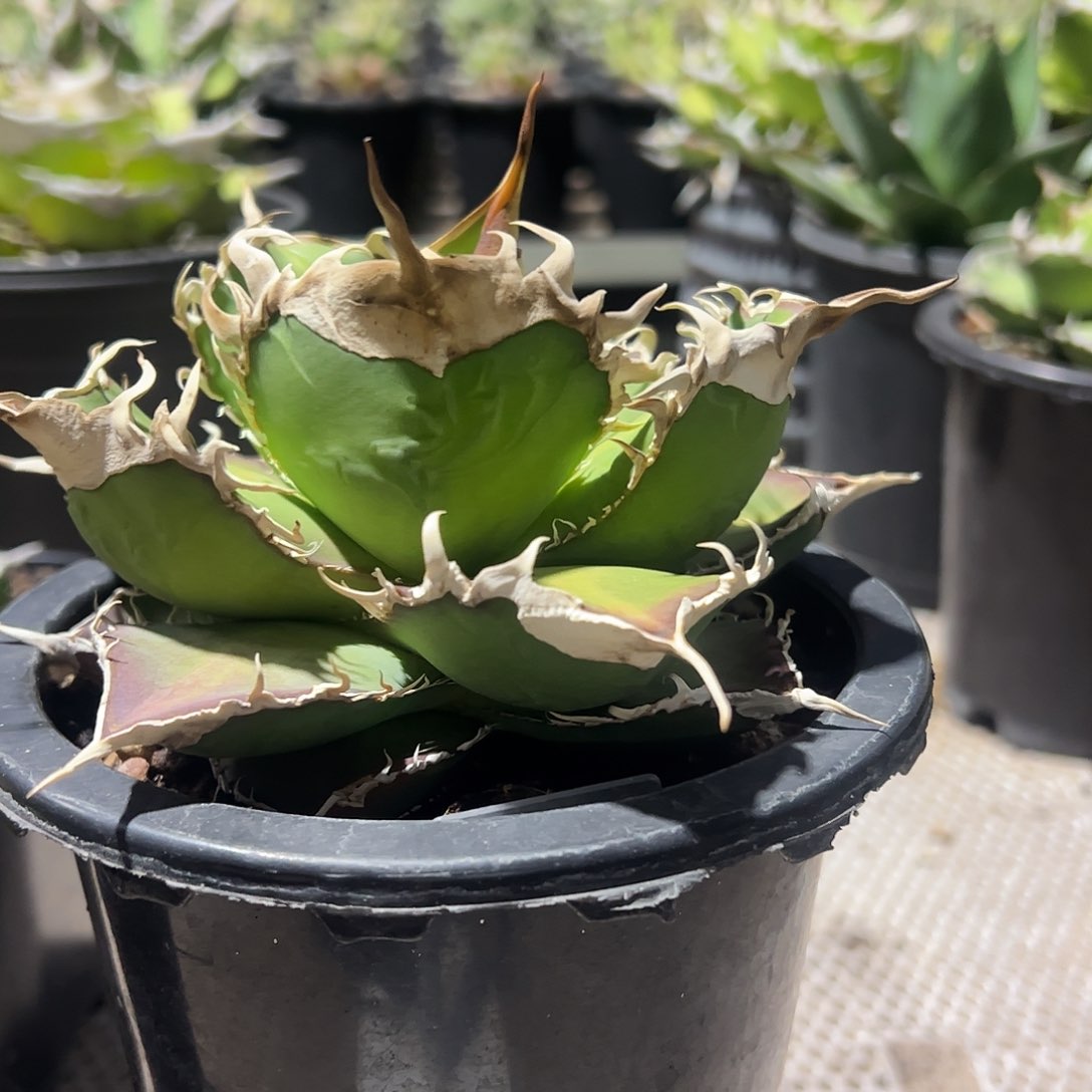 绿幽灵无根苗特价龙舌兰