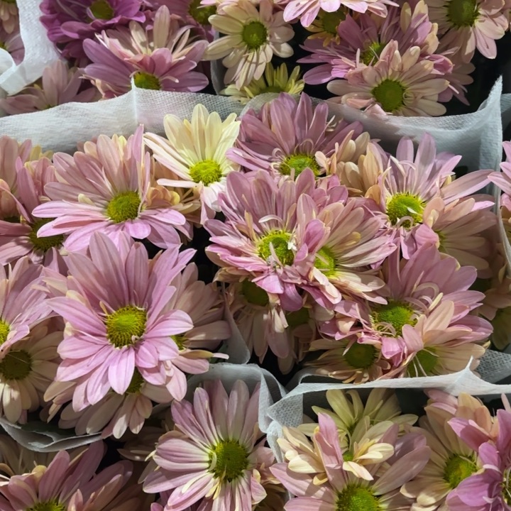 全部花苞变色龙菊花