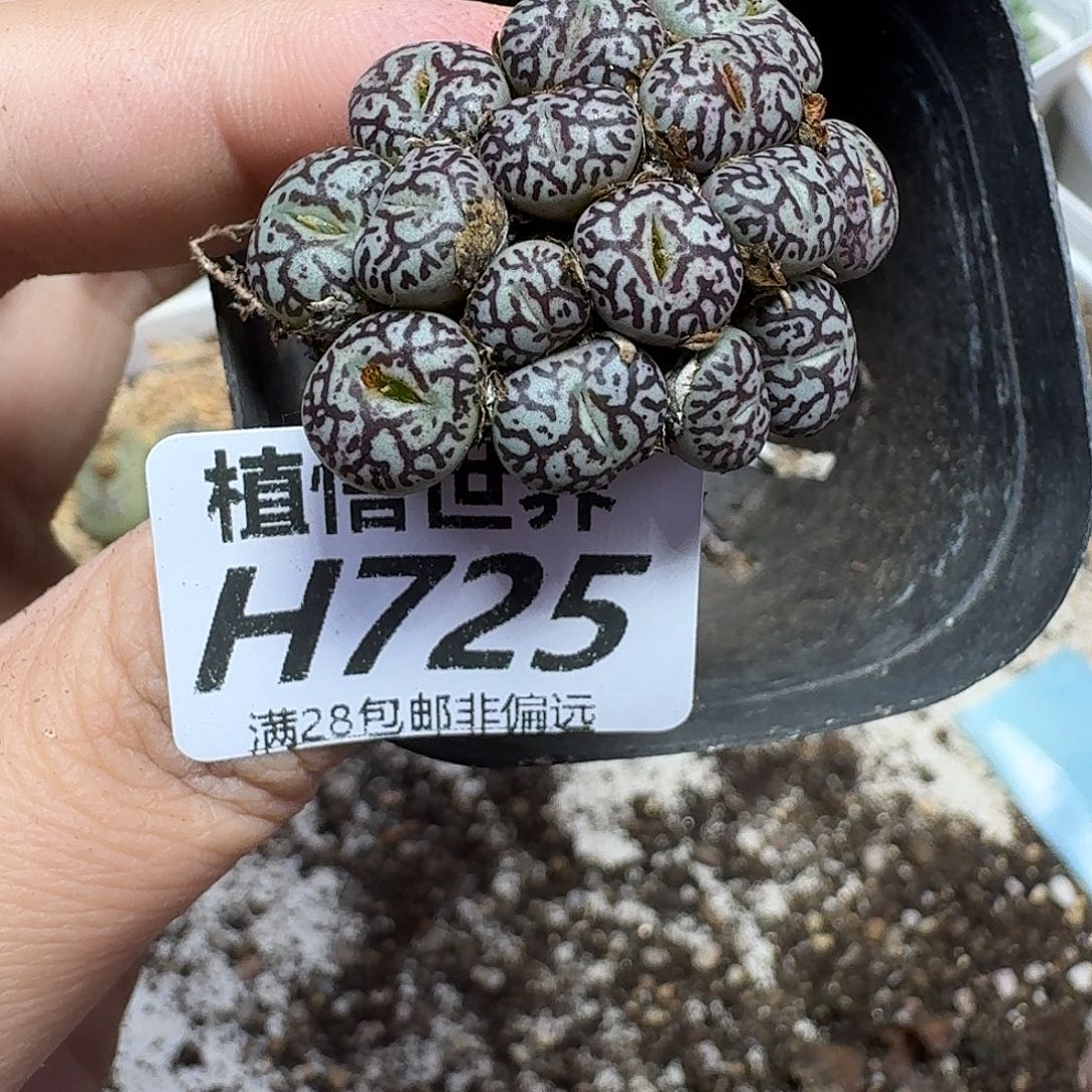 多肉植物的润泽fhn