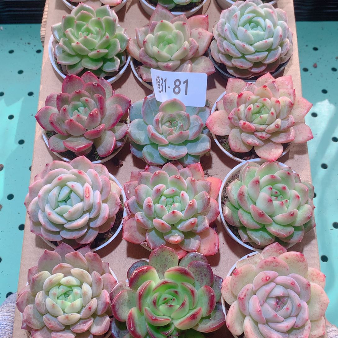 31-81一物一拍多肉带盆18颗