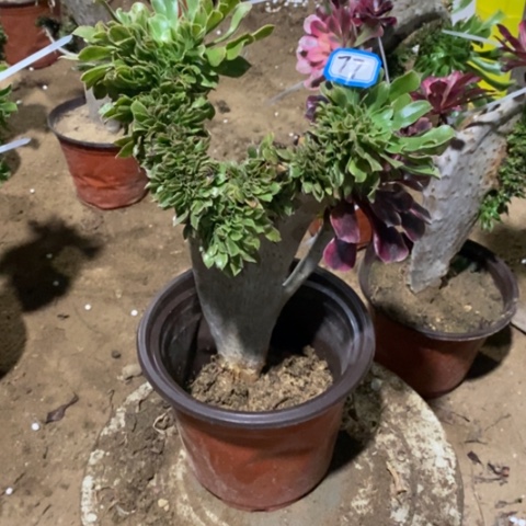 原始绿缀嫁接一物一拍