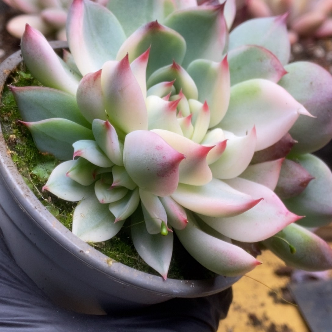 778锦锦锦锦锦锦锦锦