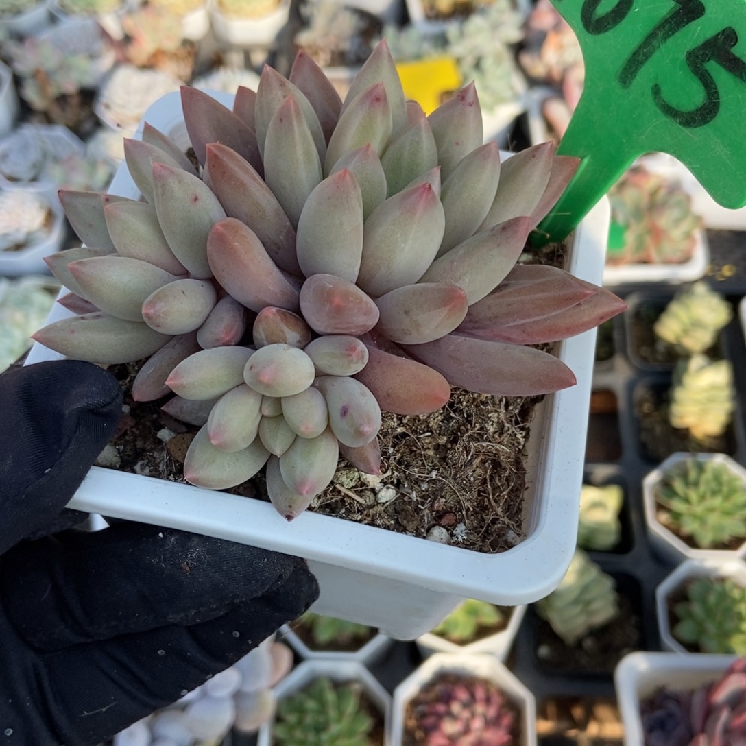 1675水晶球多肉植物