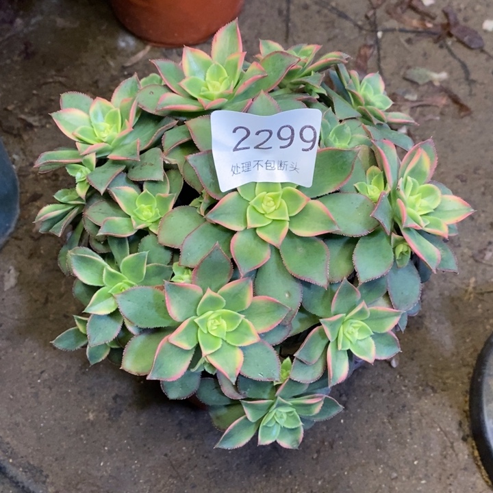 艳日辉多肉断头不包2299