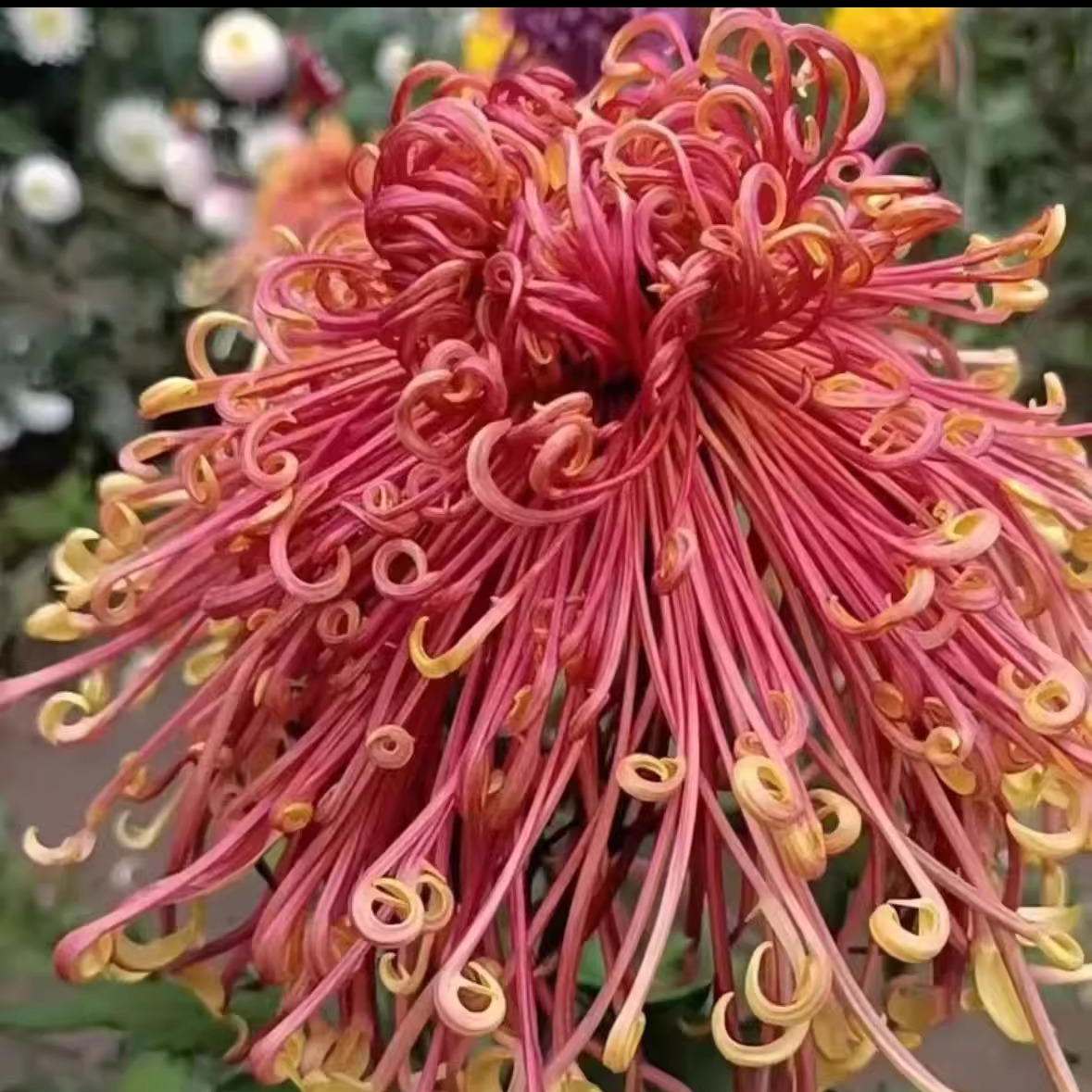 【盘龙舞凤】大花富贵菊花盆栽九月菊 开花漂亮耐寒