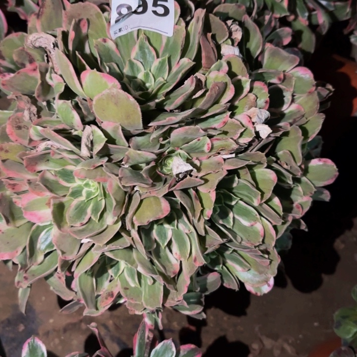 895男神多肉植物不售后