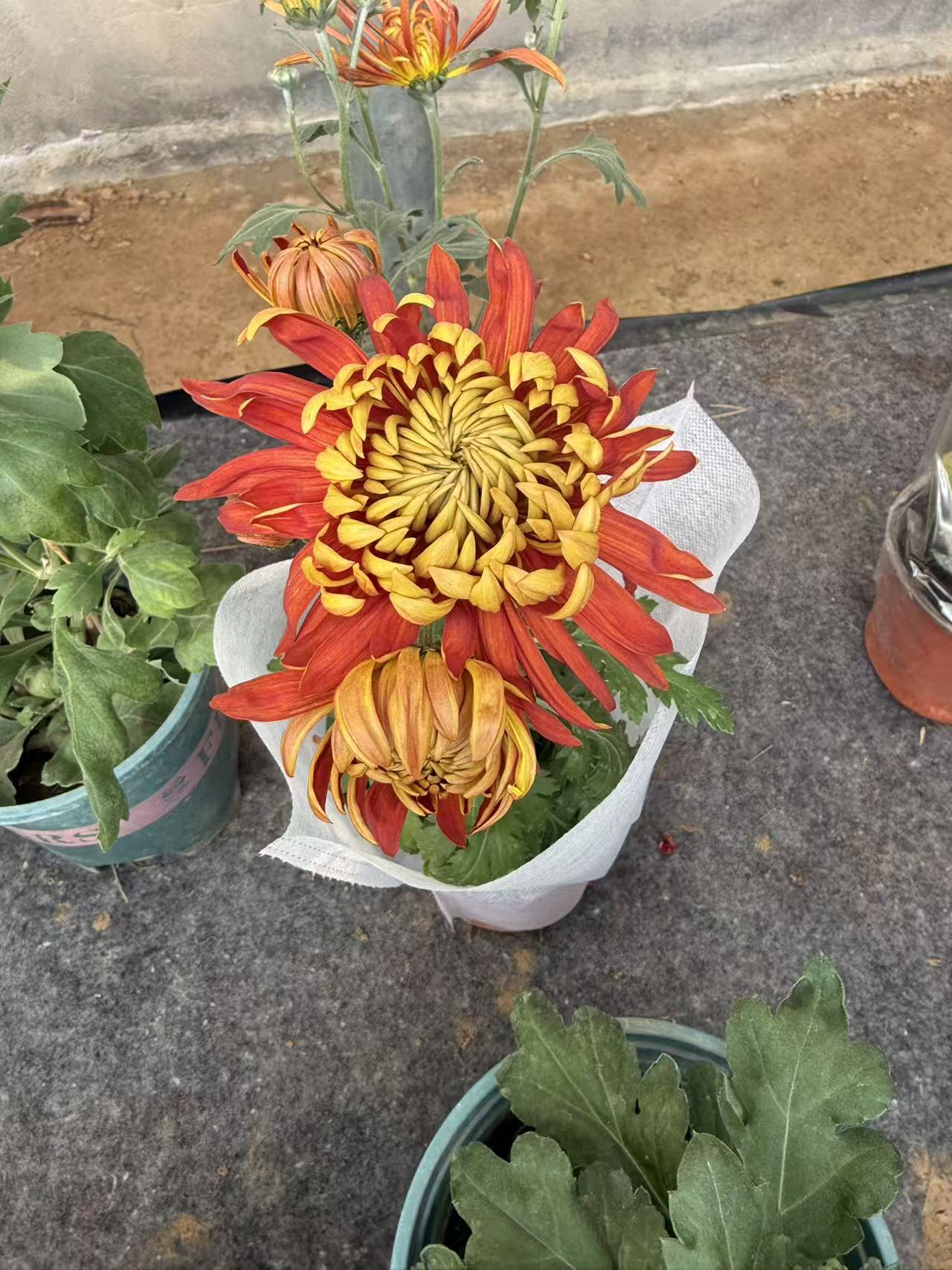 极乐店多季开花大花九月菊富贵菊好养易活耐热耐寒适合庭院室