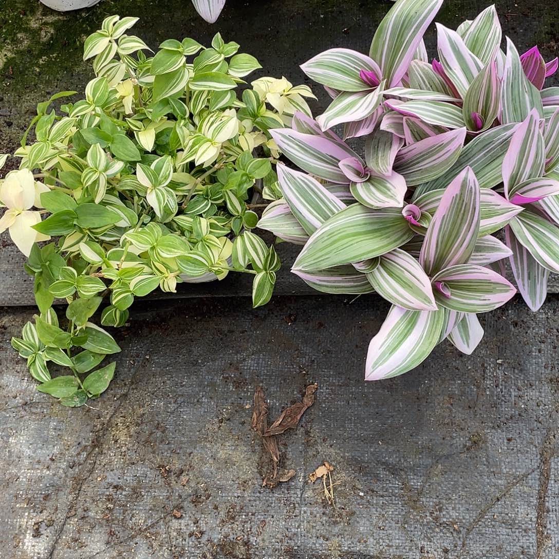 完全开放油画吊兰➕青白玉