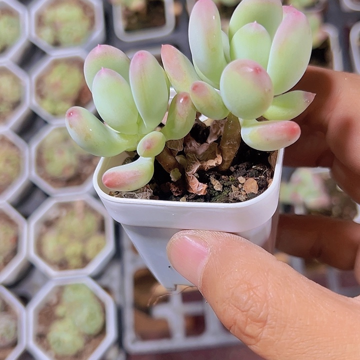 苹果奶精品多肉植物