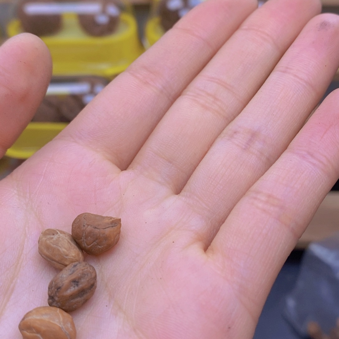 吊坠文玩核桃叙*旧