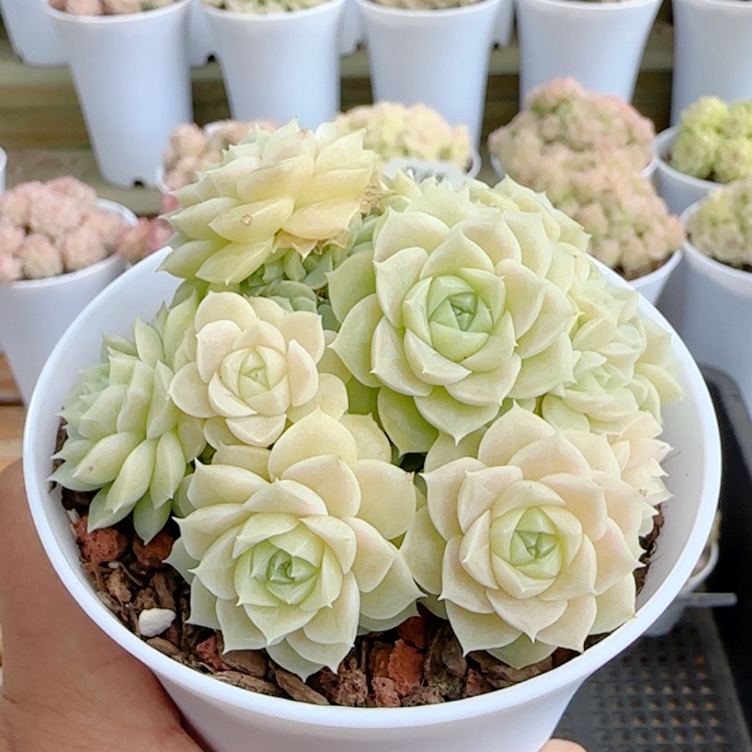 1227-64（优选麦秆）