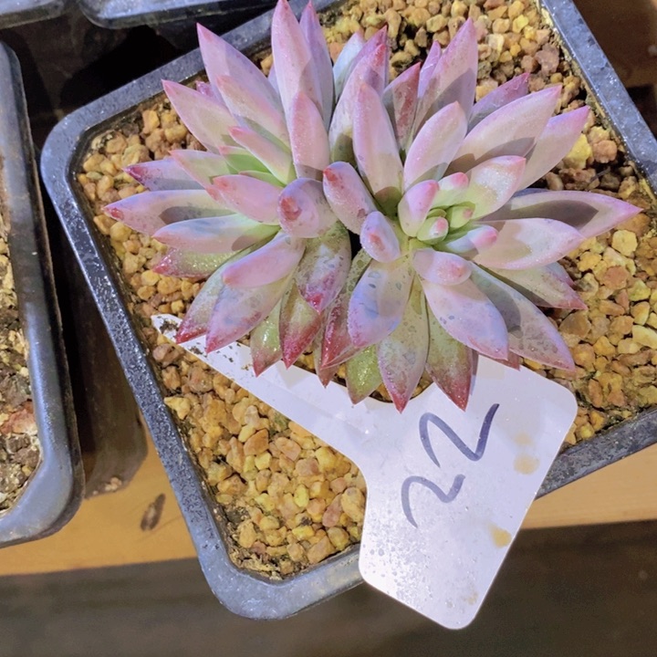 是不是在我心中最棒