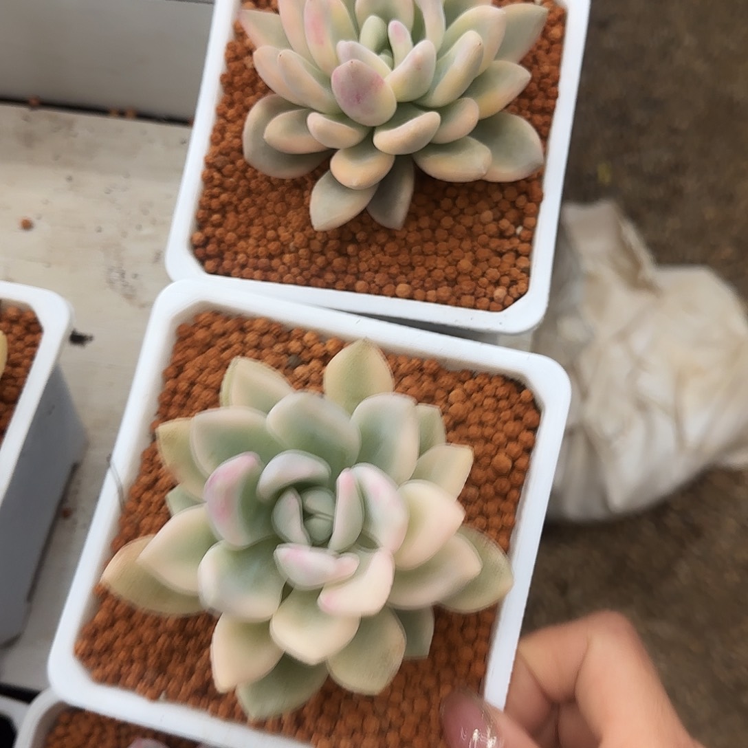 彩色奥普锦多肉植物