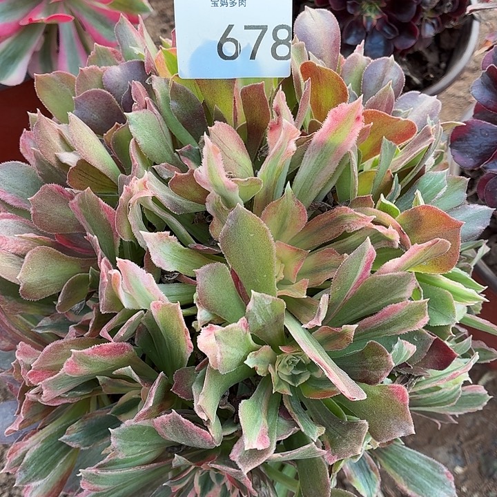 678号一物一拍1颗