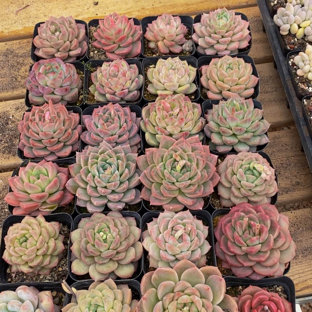 258多肉植物纤维面膜贴上