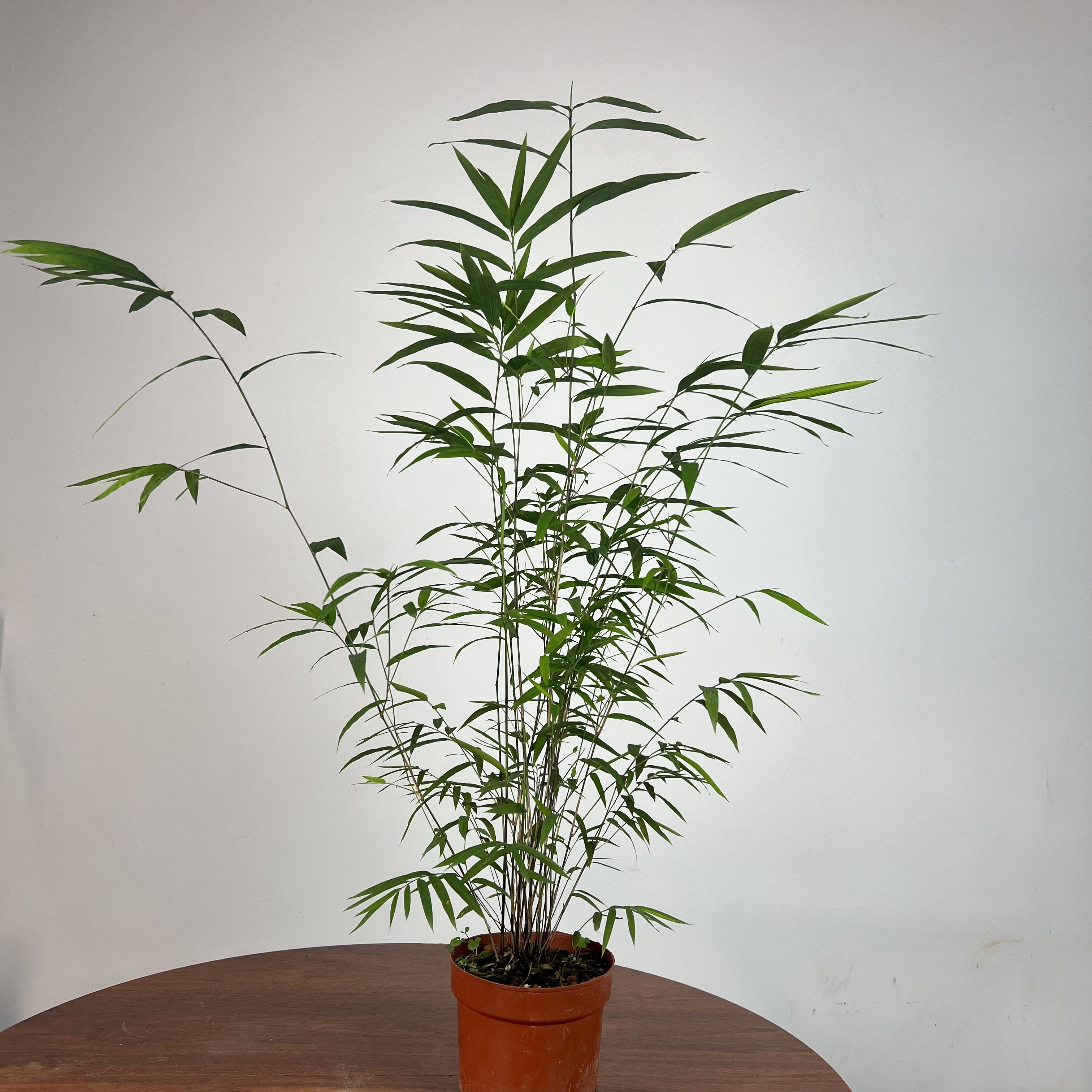 内门竹室内客厅招财绿化四季常青高雅盆景
