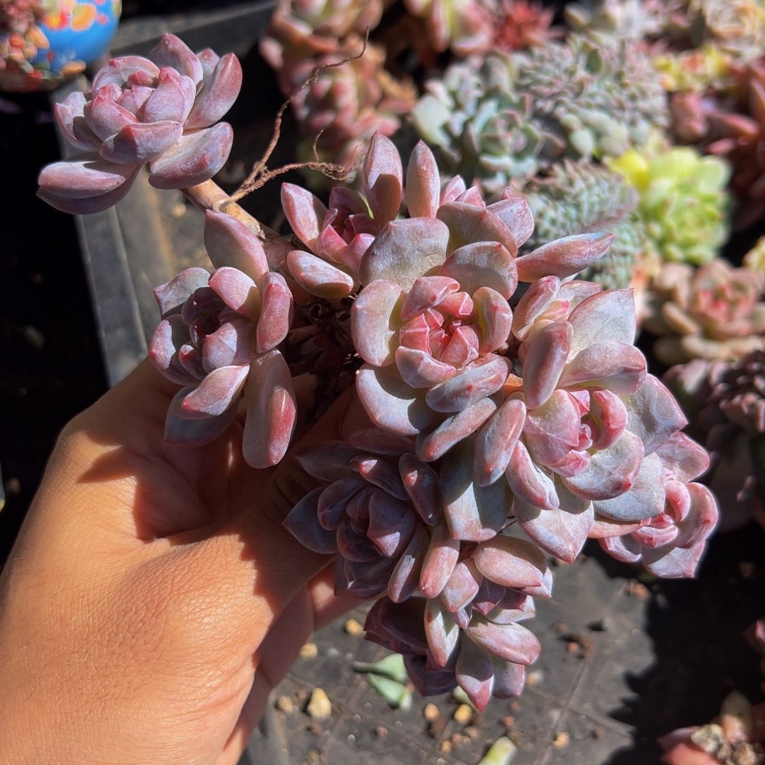 新年快乐 新年快乐