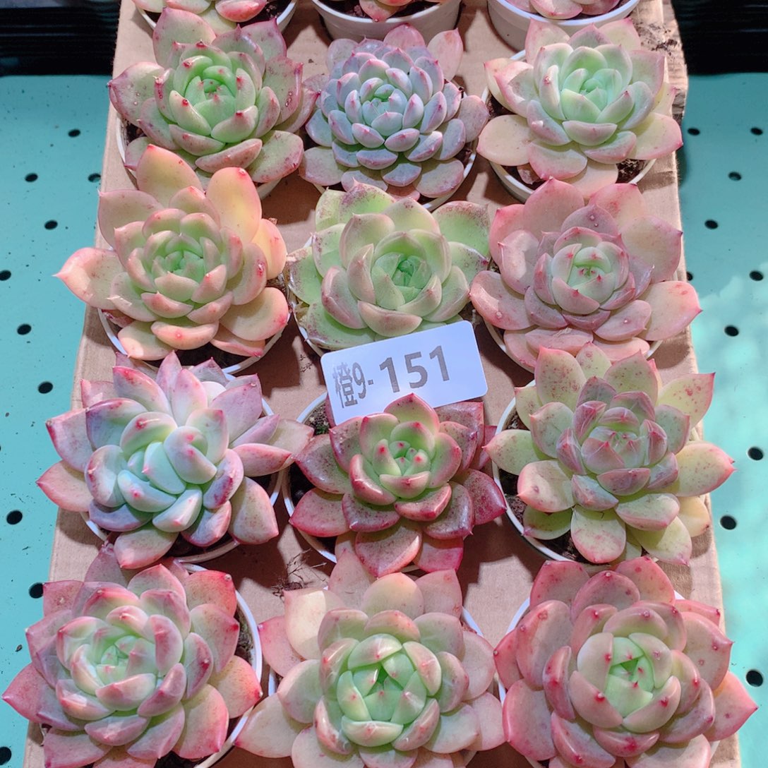 9-151一物一拍多肉带盆18颗