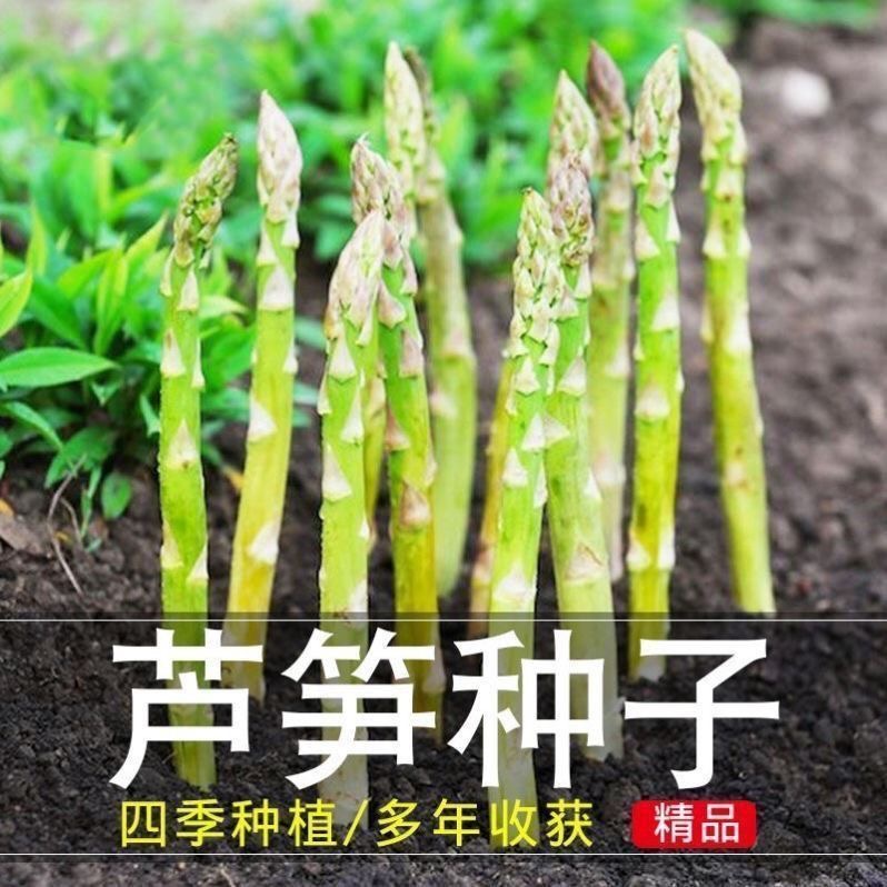 【绿芦笋种子】阳台庭院盆栽四季芦笋耐寒耐热蔬菜种孑高营养蔬菜