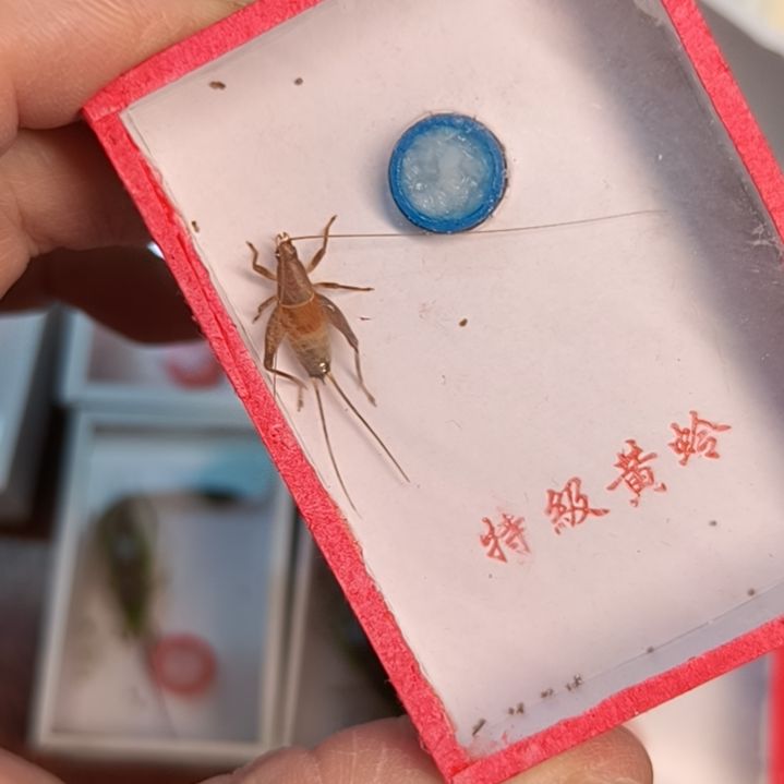 新到凤仙子全品一条