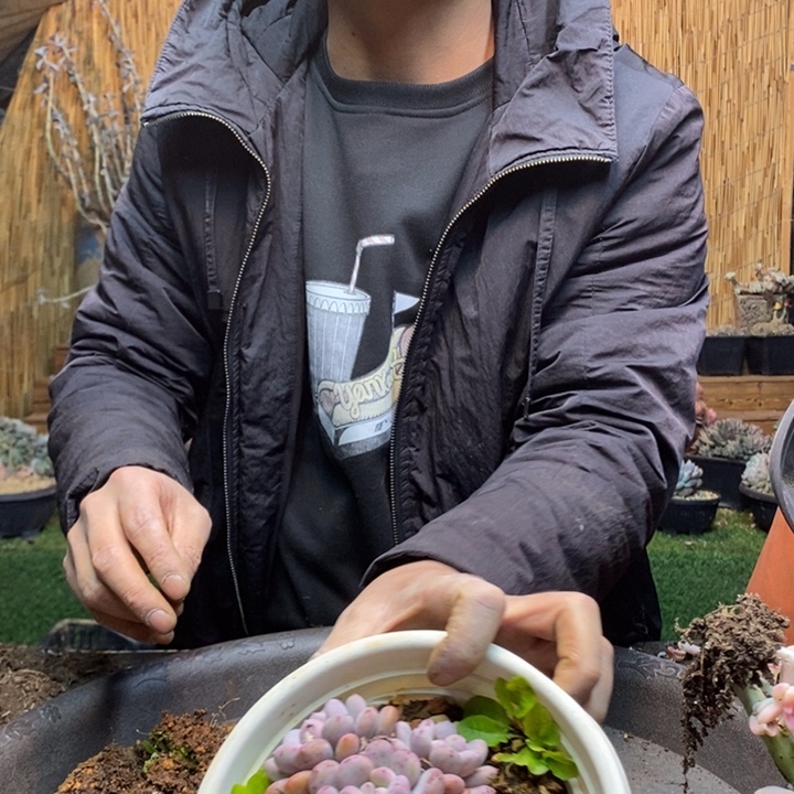 ღ***ঐ505号香香雪多肉植物