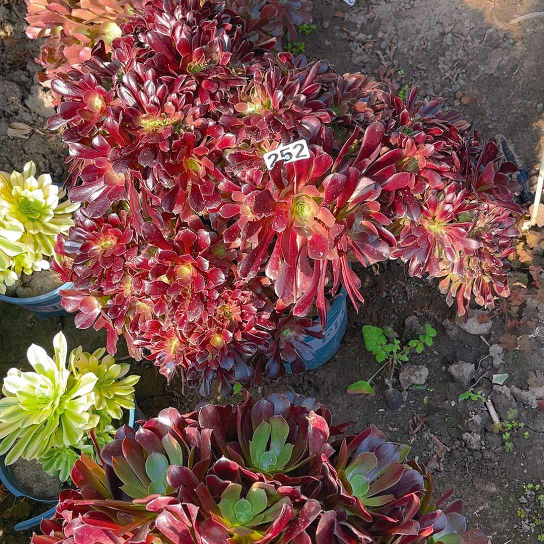 法师法师15-43包邮法师