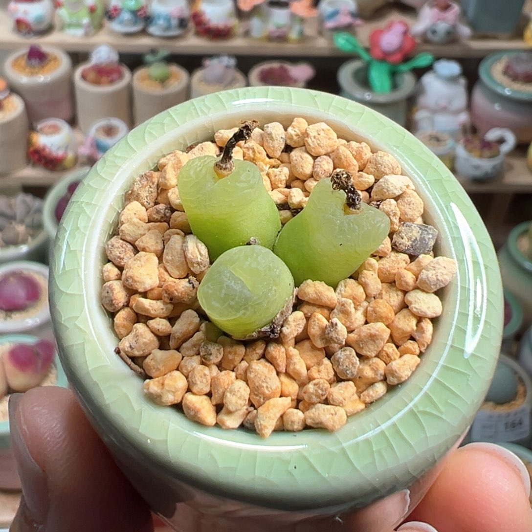 多肉植物171号三头毛毛