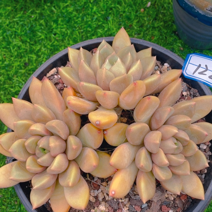 谢谢你的支持000000122