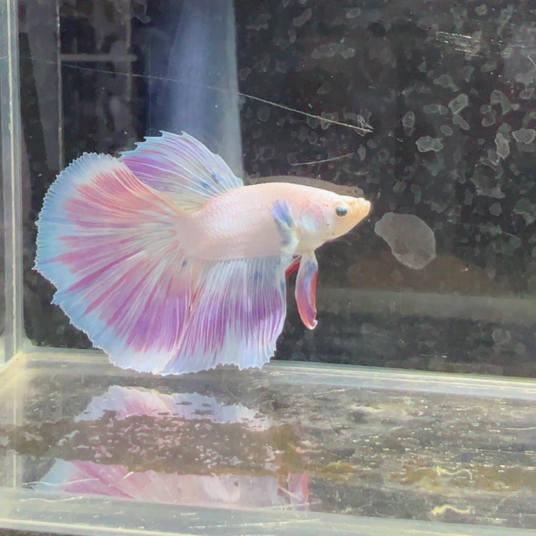 斗鱼浅色特殊尾hhhh