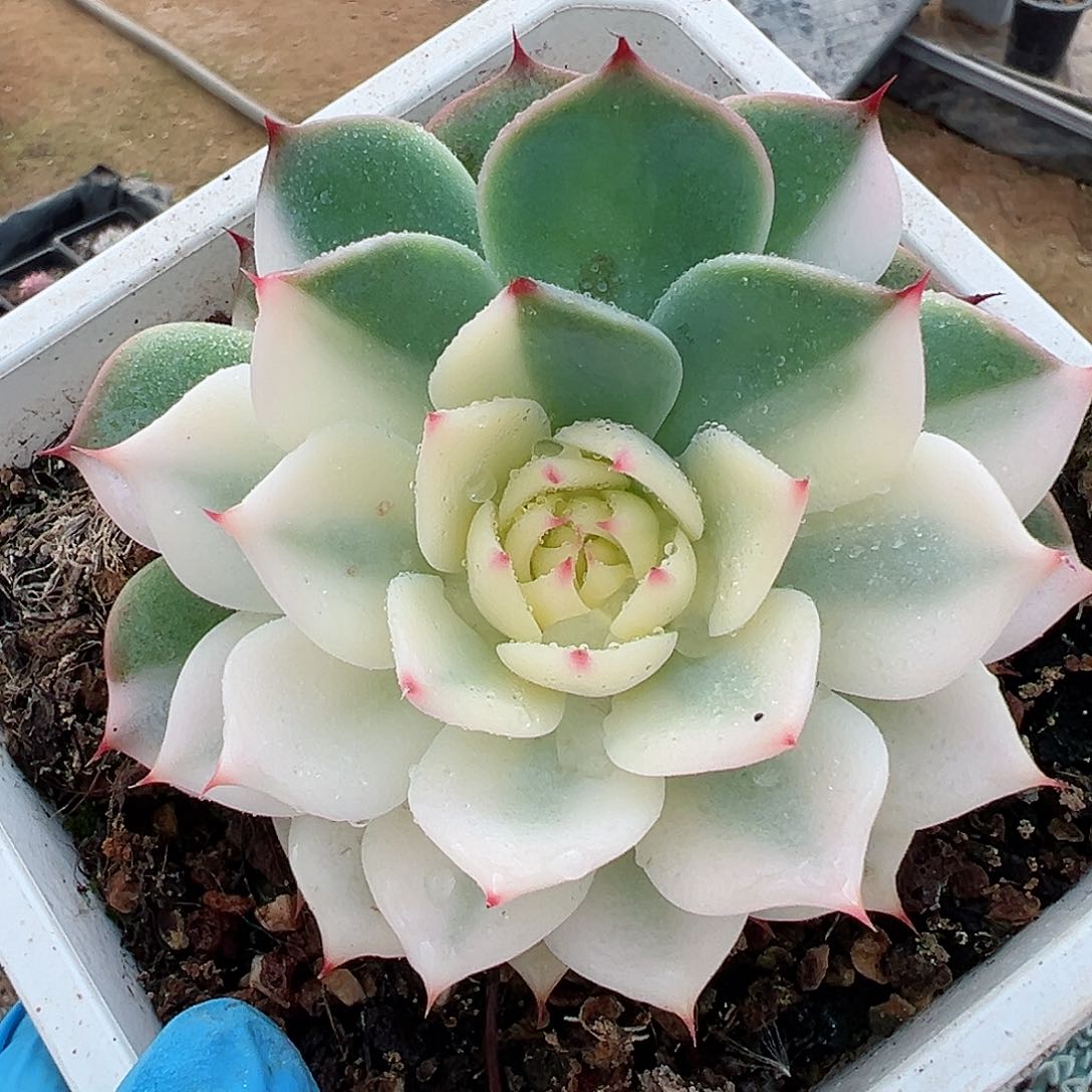 吉娃娃锦，宽覆轮锦，不确定叶心是否全锦