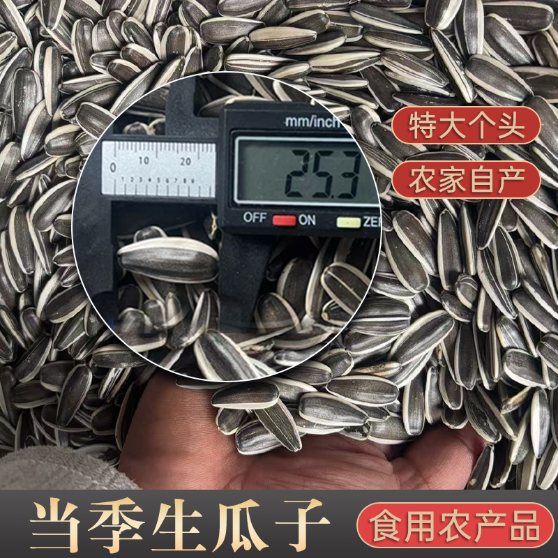 《生瓜子》2025新货特大颗粒内蒙赤峰原产地薄皮特大颗粒口感甘甜