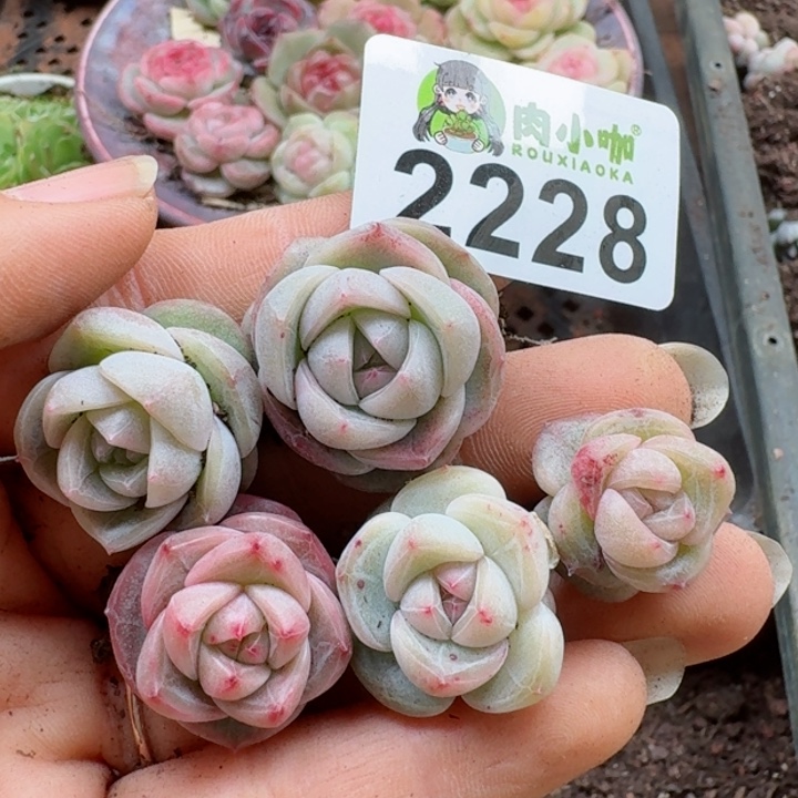 多肉植物多肉植物