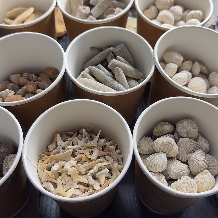 石材450元小化石化石