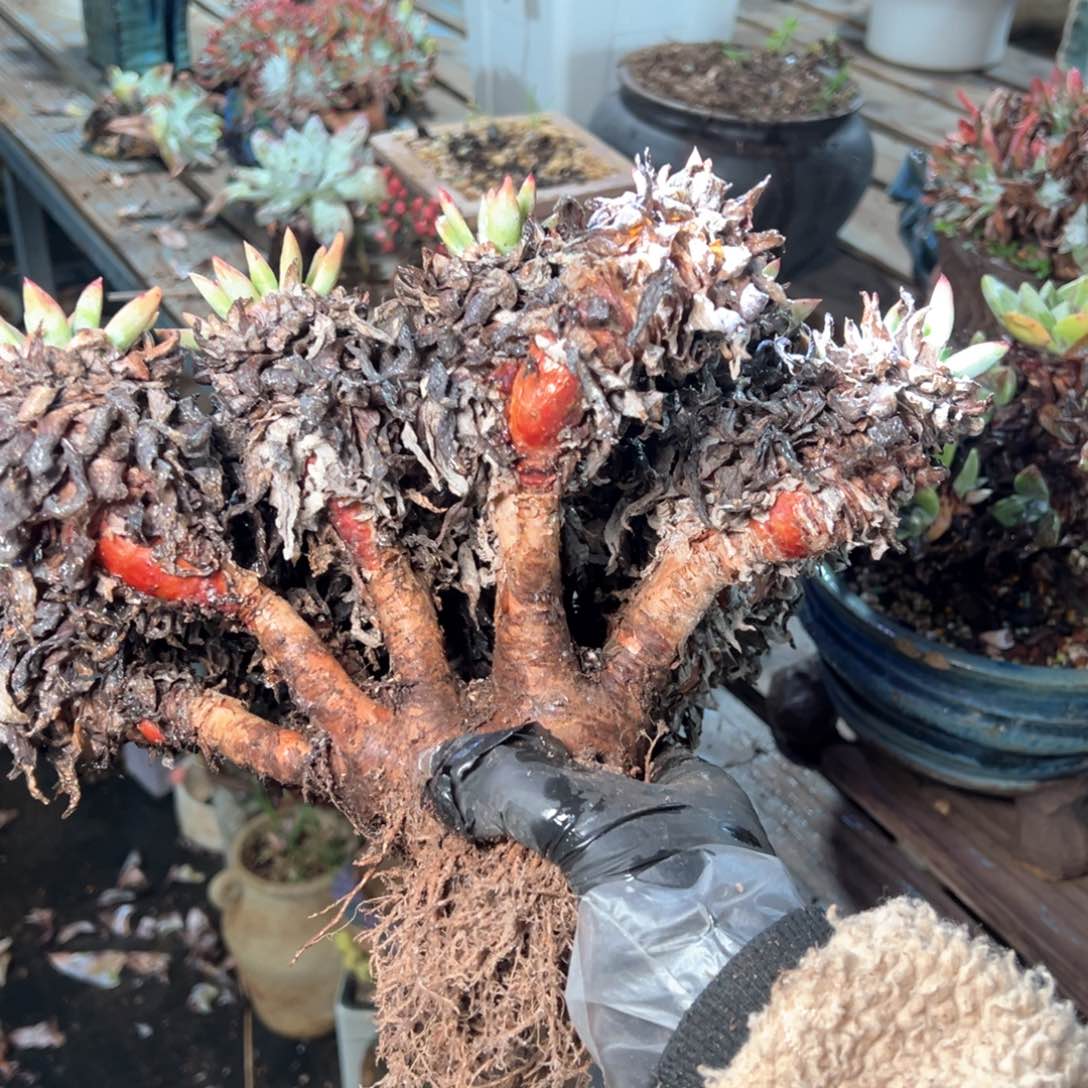 6305哈哈哈哈哈哈哈