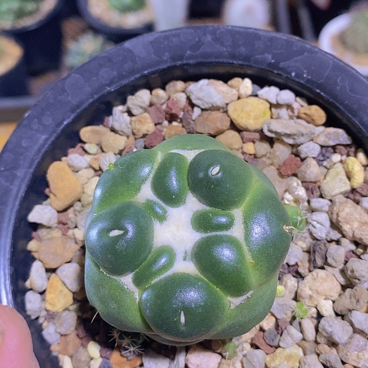 无刺象芽仙人球专拍