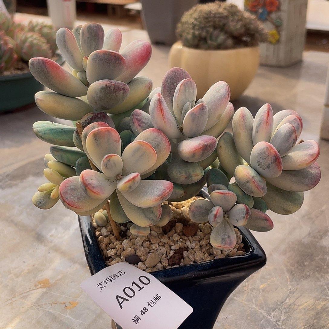 乒乓锦多肉多肉多肉