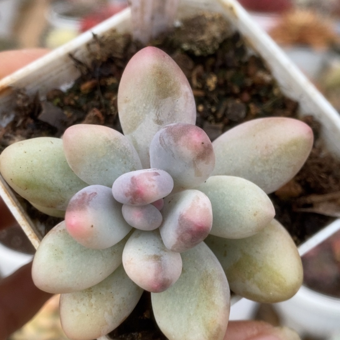 258彩虹杂锦锦锦锦锦锦