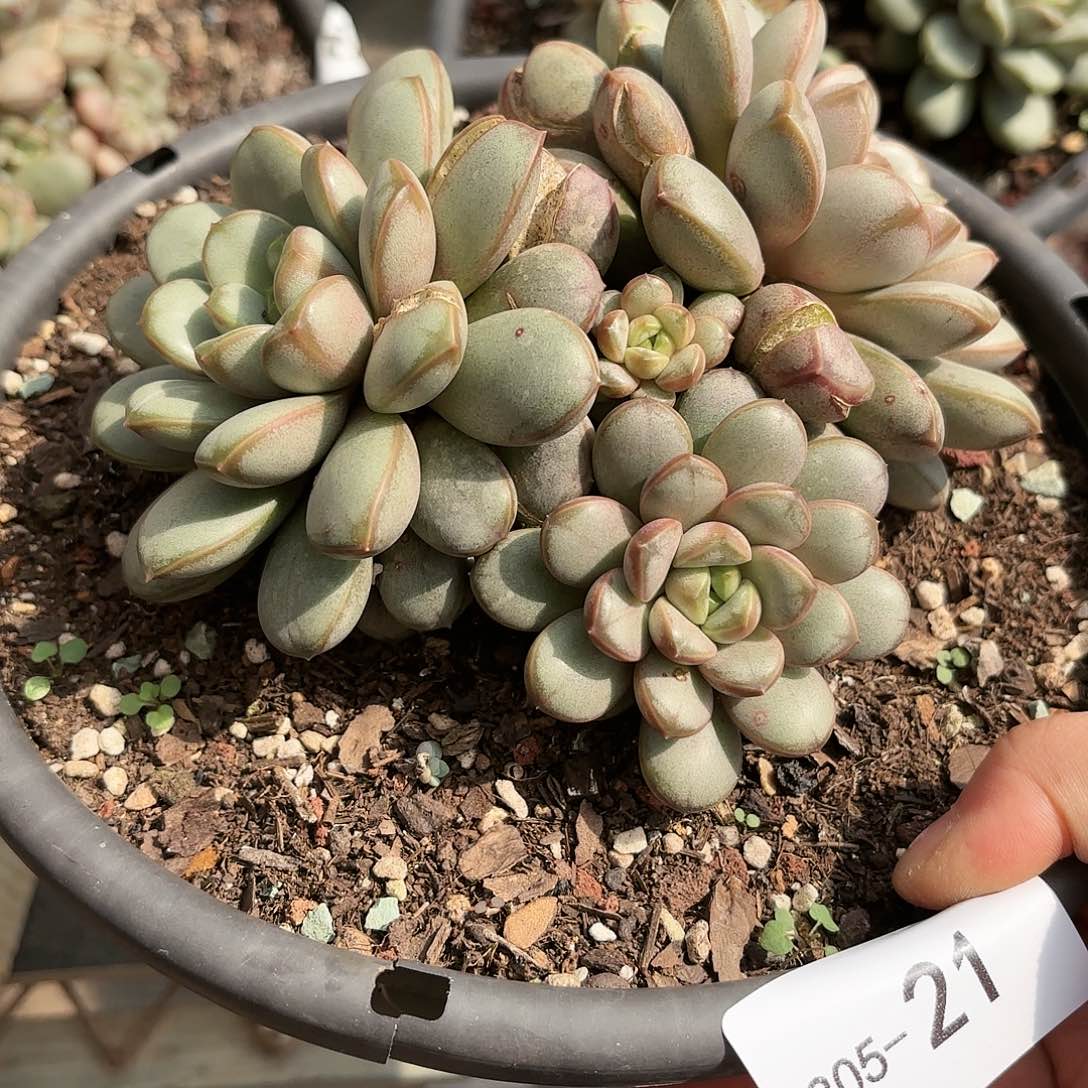 同温层多肉葡萄21