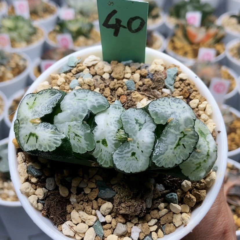 【闪购商品】40双飞燕玉扇