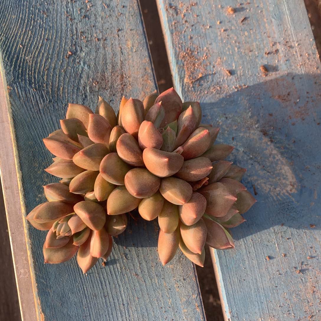 红象牙老桩开播福利