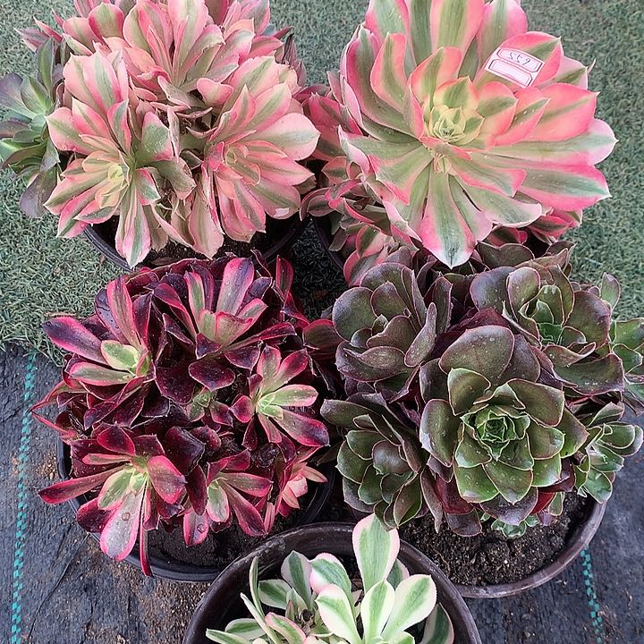 559四颗多肉植物